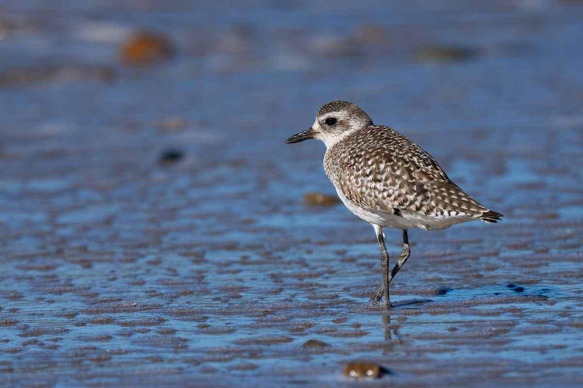 Black-bellied Plover - ML615161241