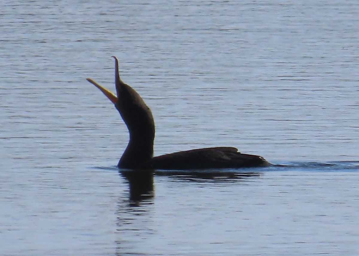 Double-crested Cormorant - The Spotting Twohees