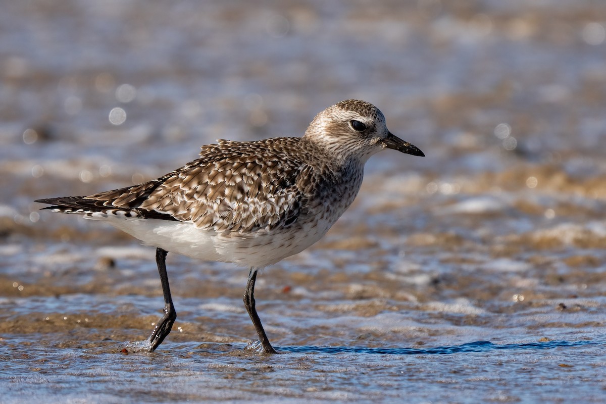 Black-bellied Plover - ML615161267