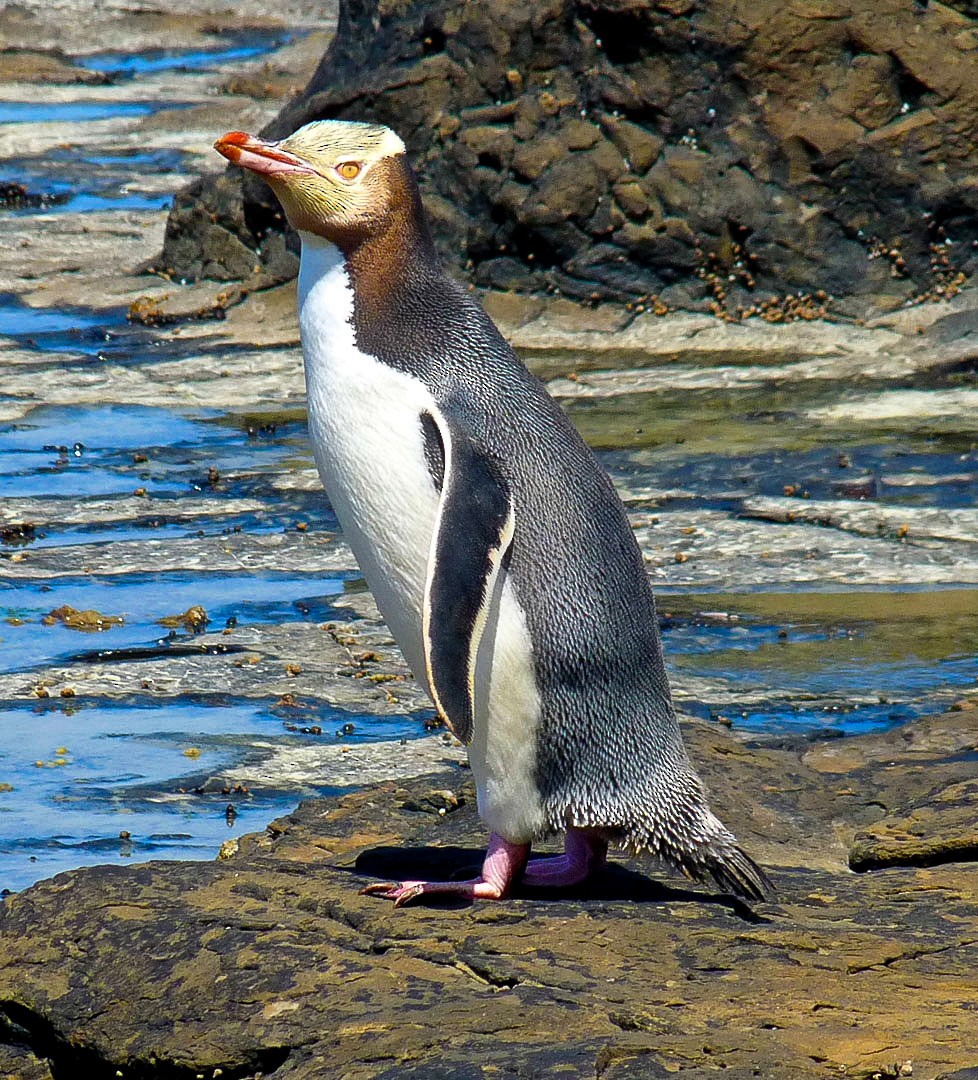 Pingüino Ojigualdo - ML615161270
