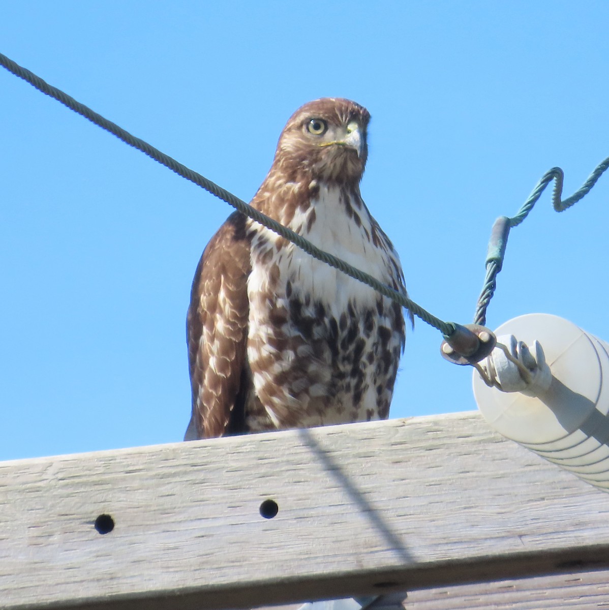 Red-tailed Hawk - Anonymous