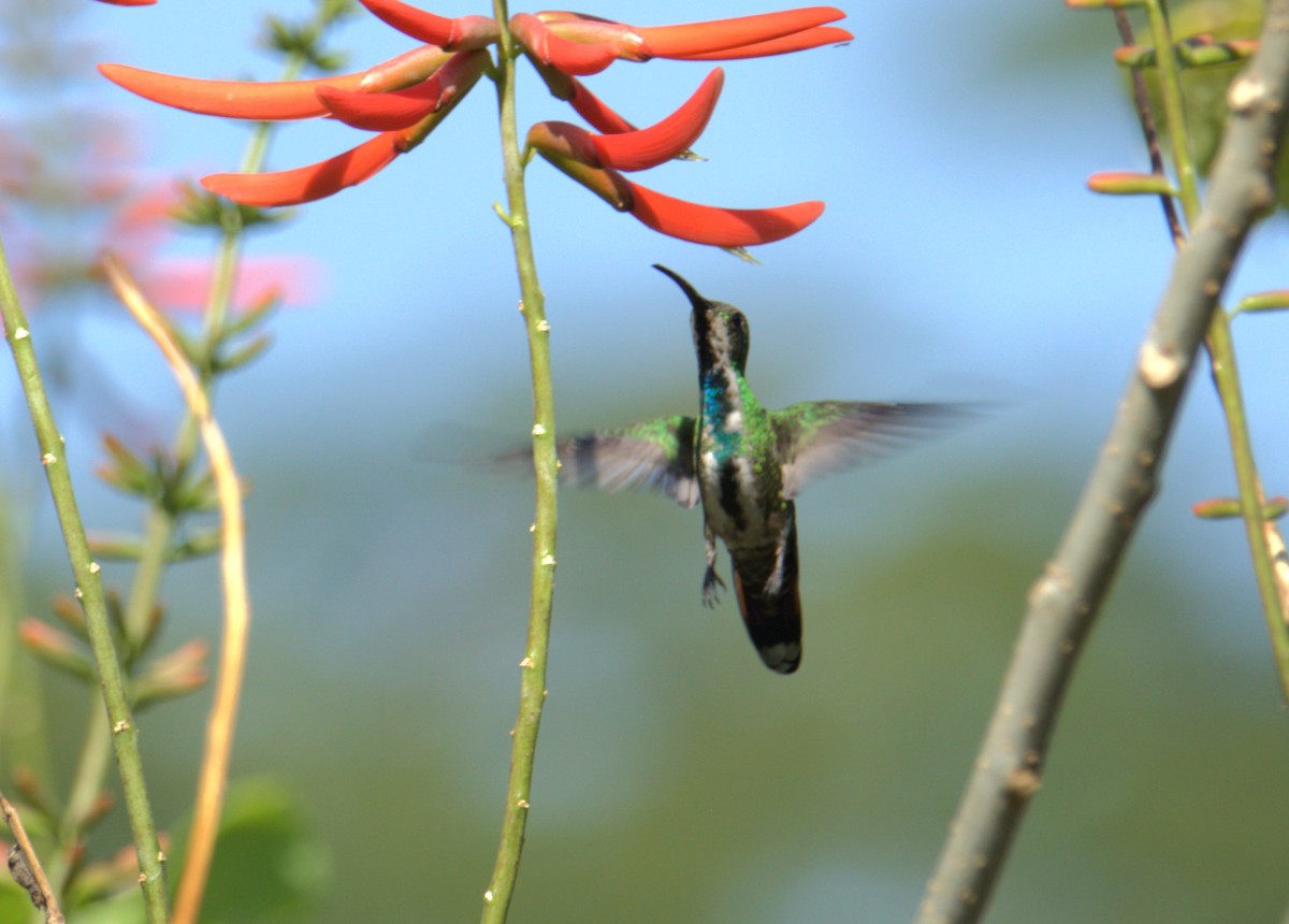 kolibřík lesklý - ML615161320