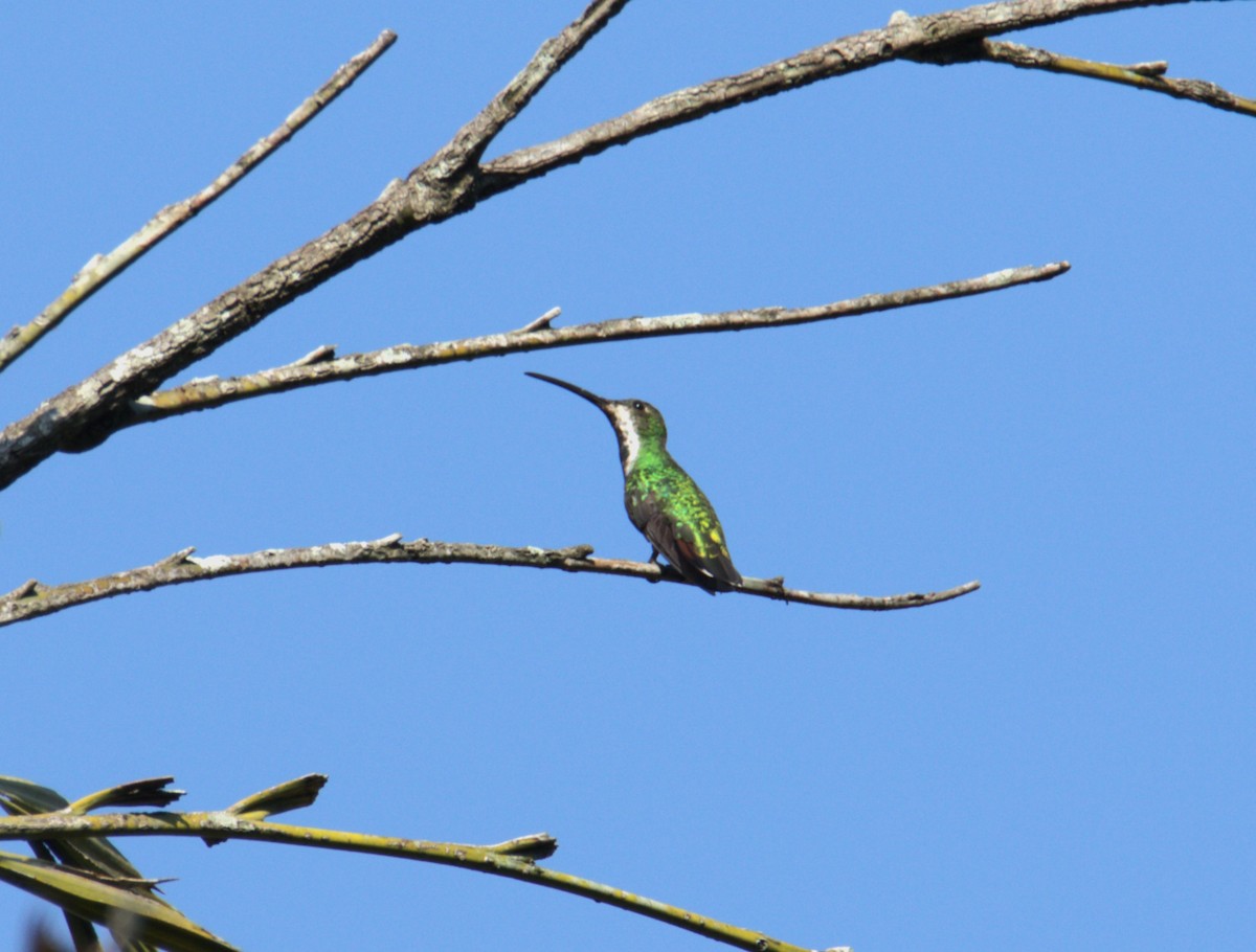 Green-breasted Mango - Josue  de León Lux (Birding Guide) josuedeleonlux@gmail.com +502 3068 8988