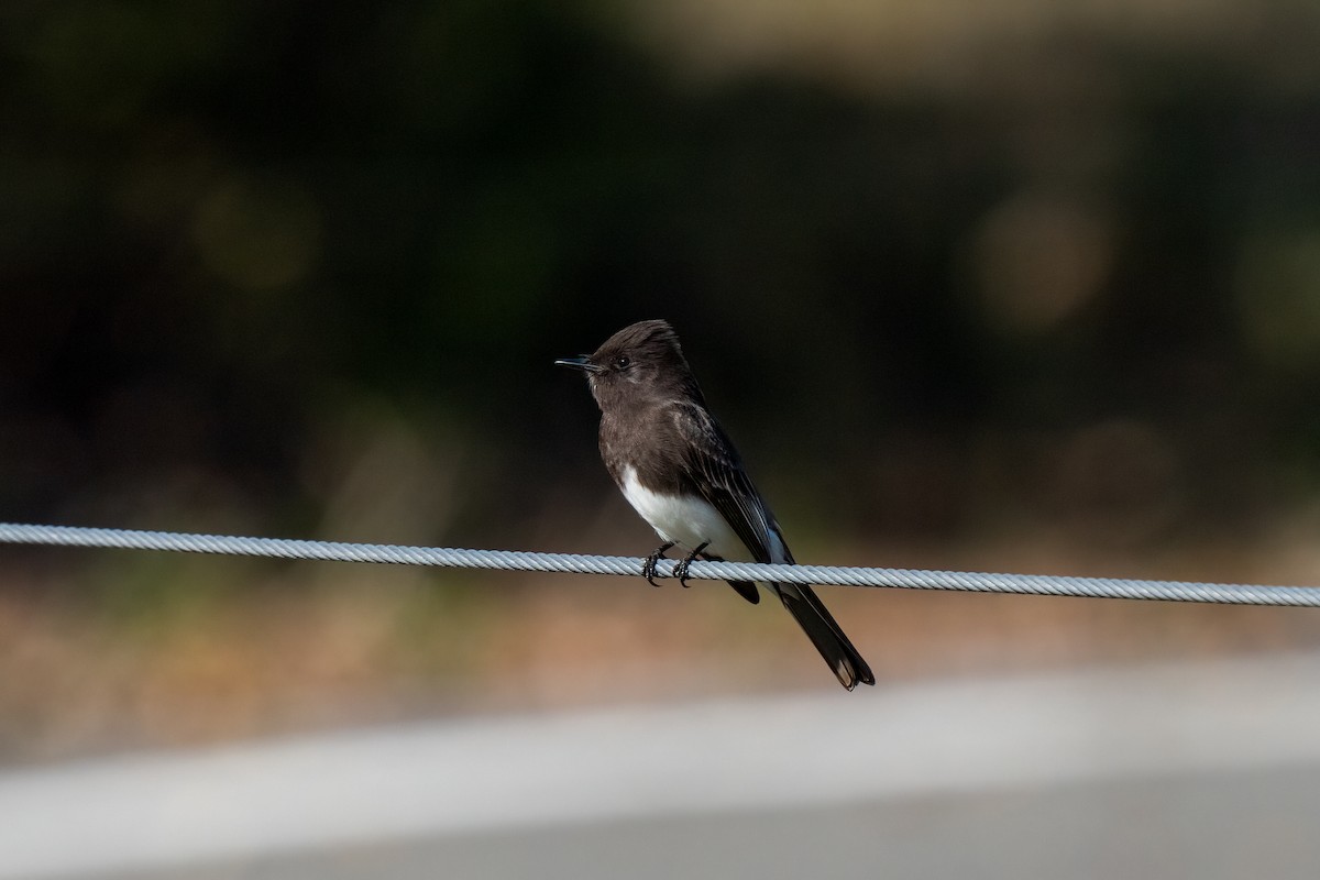 Black Phoebe - Andrea C