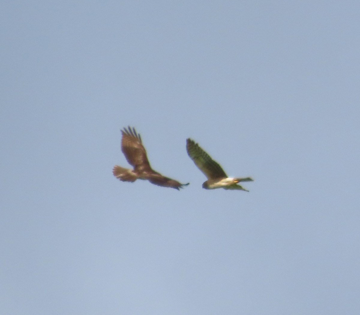 Red-tailed Hawk - Anonymous