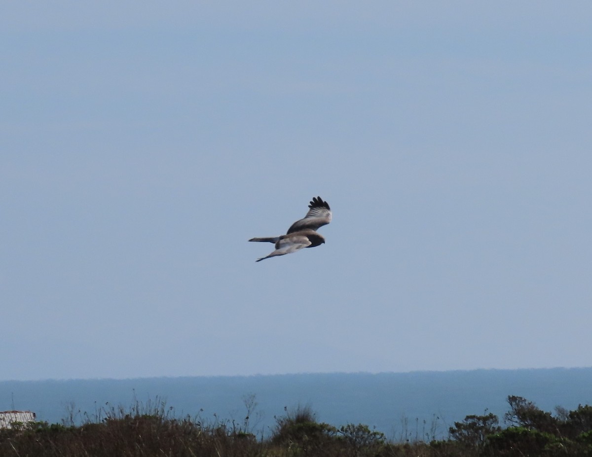 Northern Harrier - Anonymous