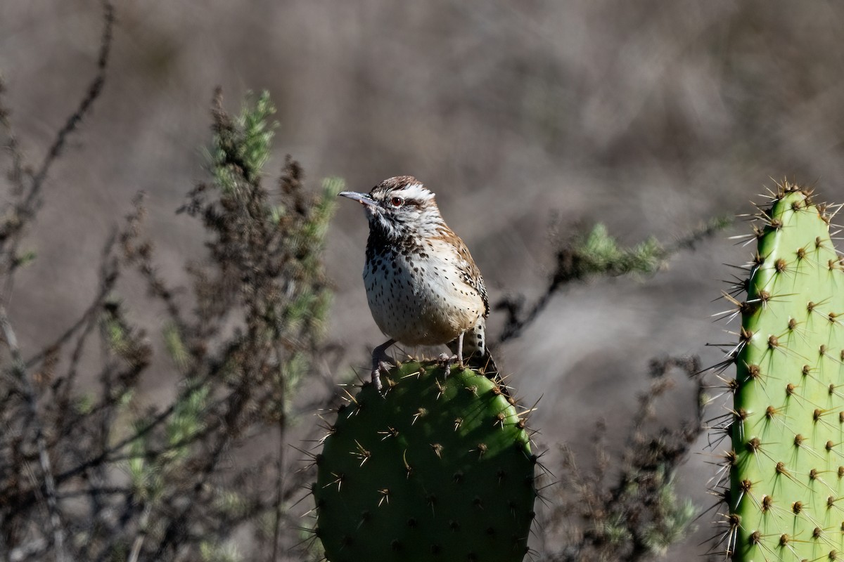 Cactus Wren - Andrea C