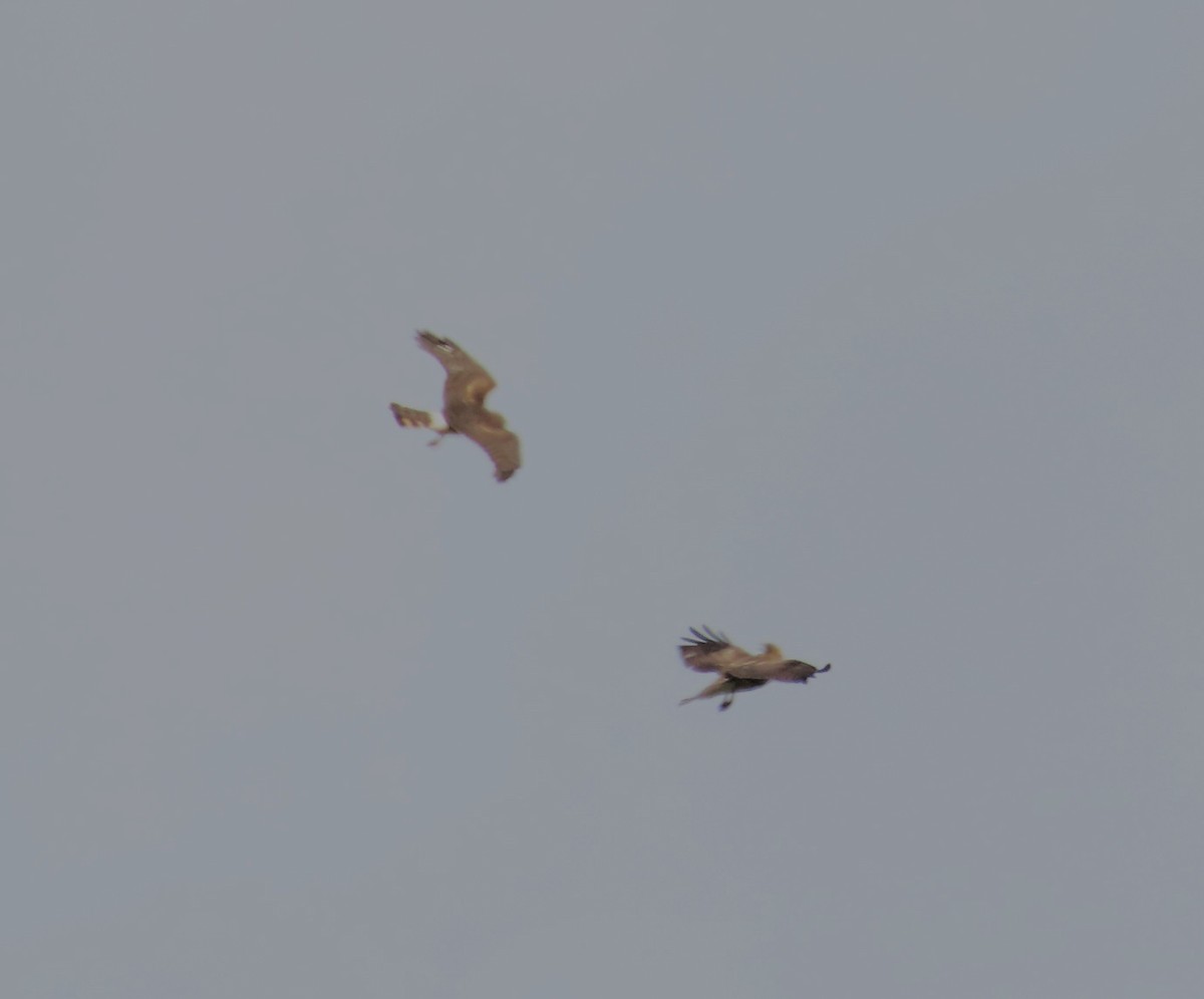 Northern Harrier - Anonymous