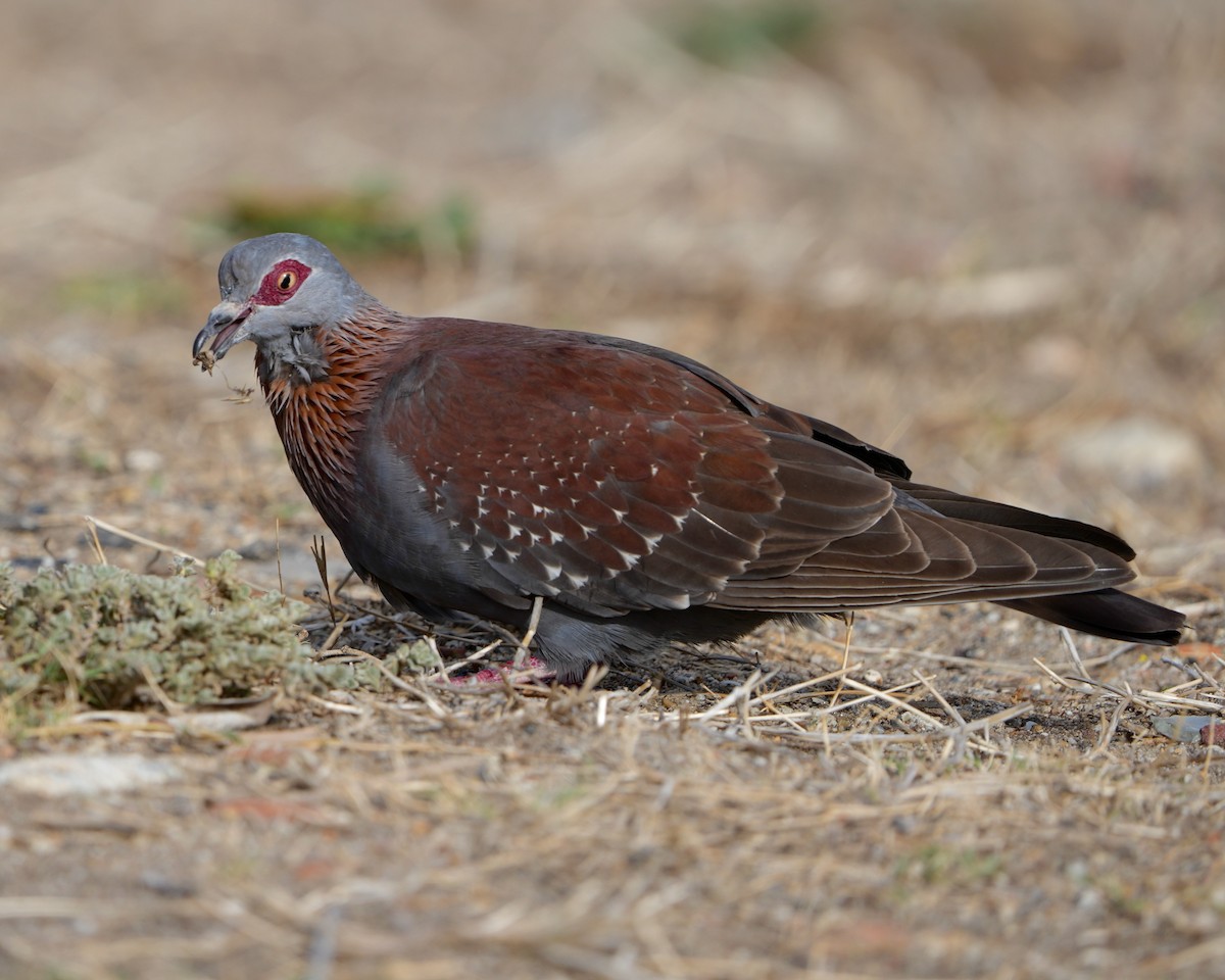 Speckled Pigeon - ML615161487