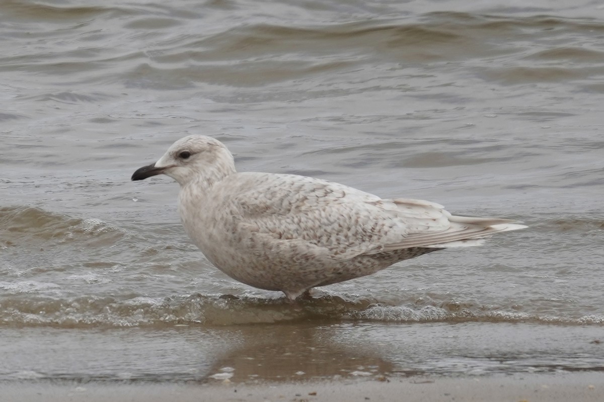 Gaviota Groenlandesa - ML615161498