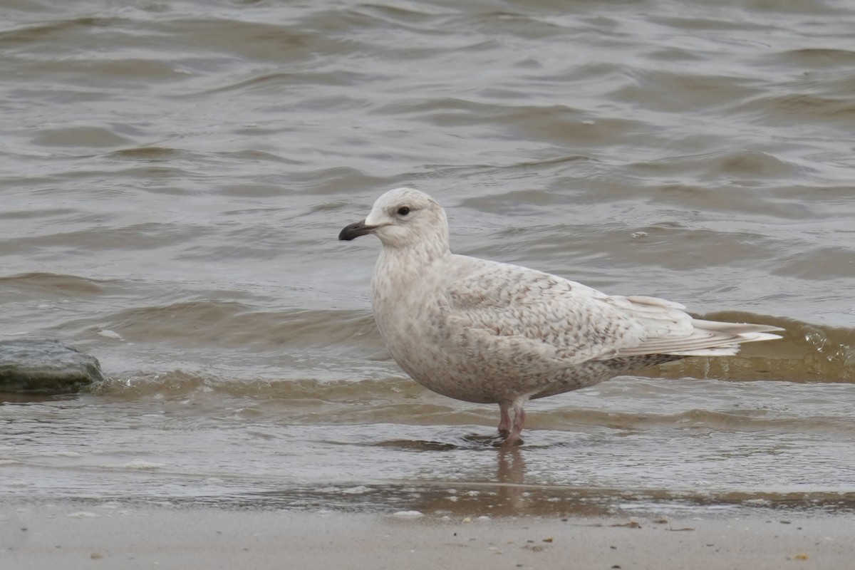 Gaviota Groenlandesa - ML615161500