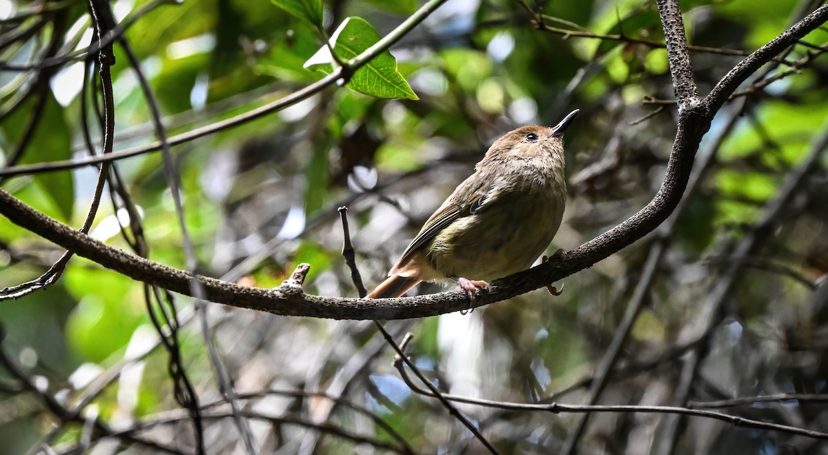 Large-billed Scrubwren - ML615161524