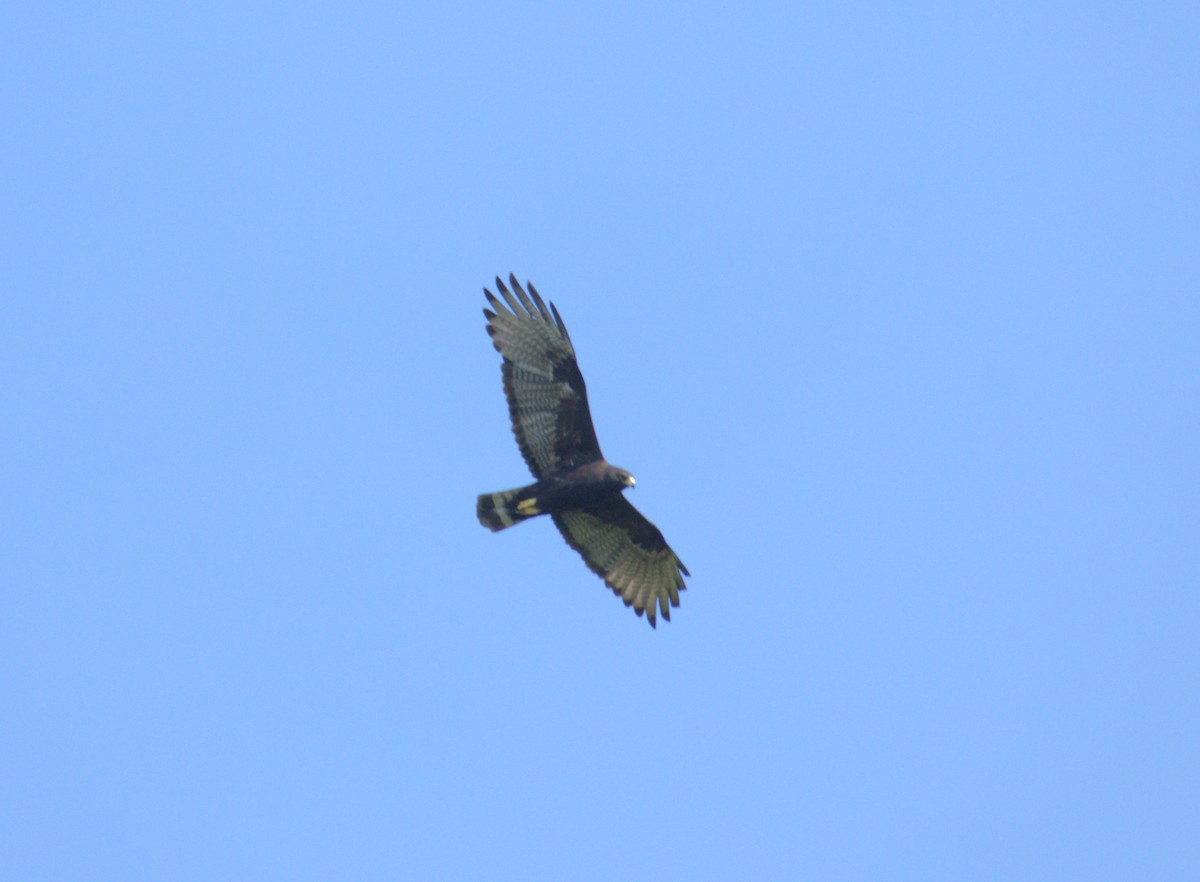Zone-tailed Hawk - Josue  de León Lux (Birding Guide) josuedeleonlux@gmail.com +502 3068 8988