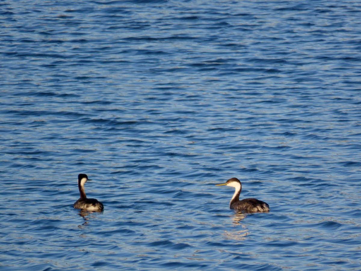 Western Grebe - Craig Watson