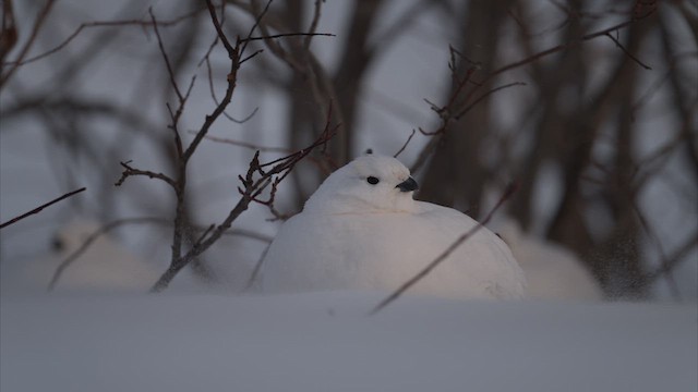 Moorschneehuhn - ML615161595