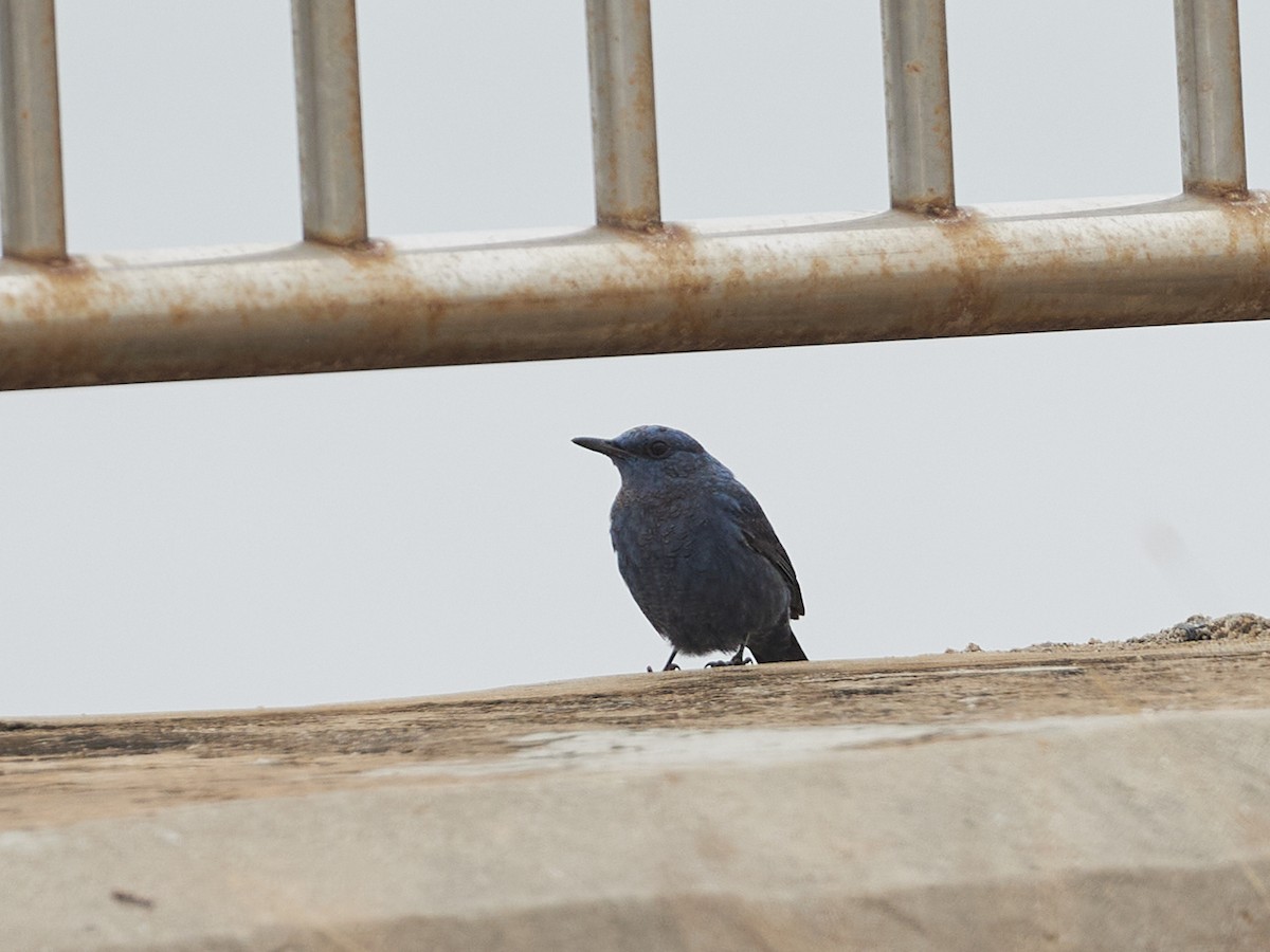 Blue Rock-Thrush (pandoo) - ML615161603