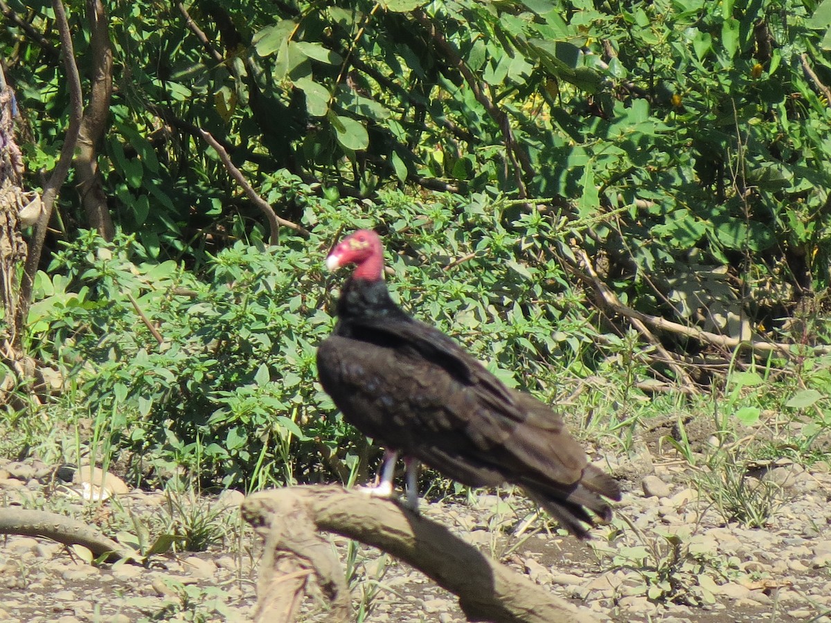 Turkey Vulture - ML615161726