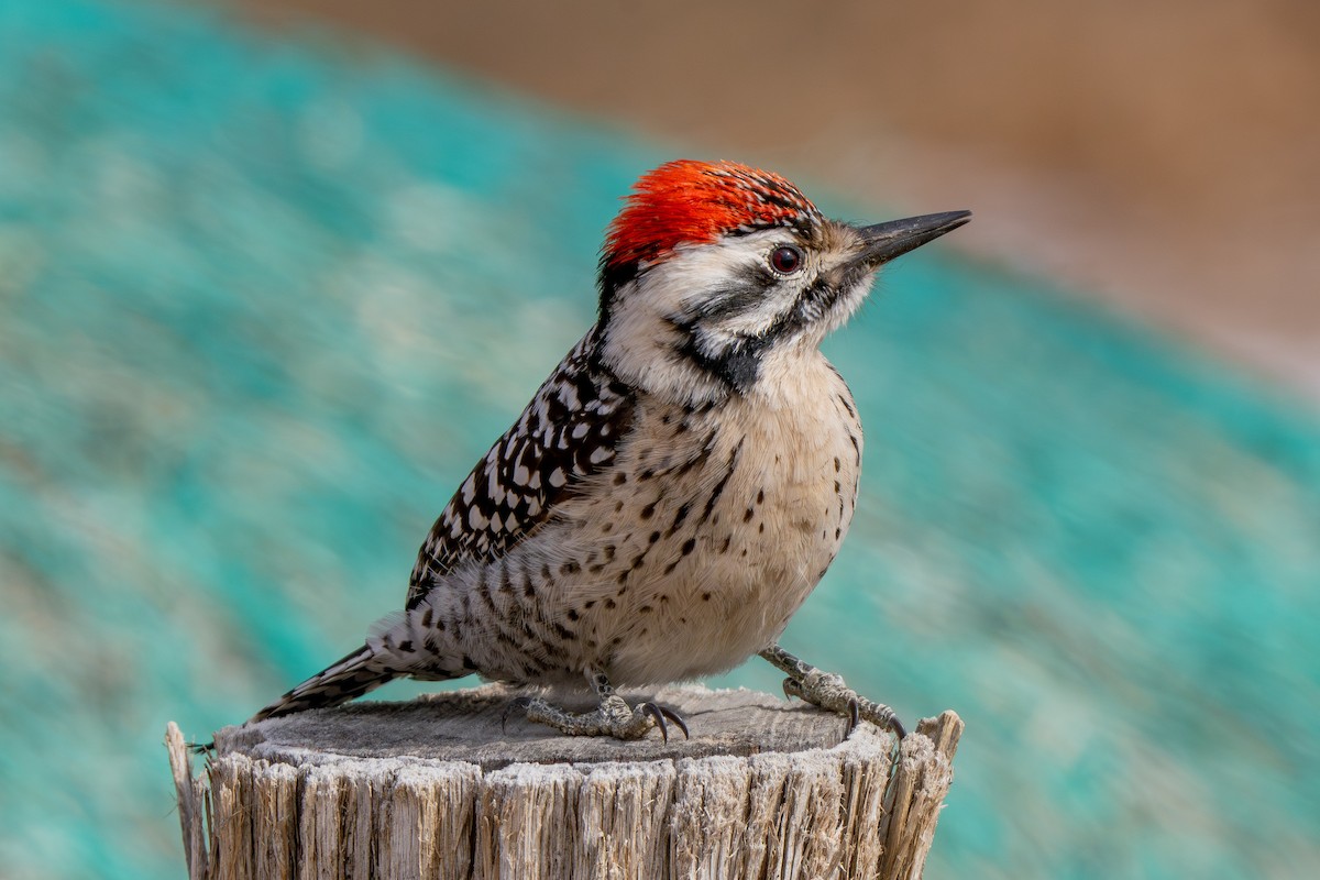 Ladder-backed Woodpecker - ML615161780