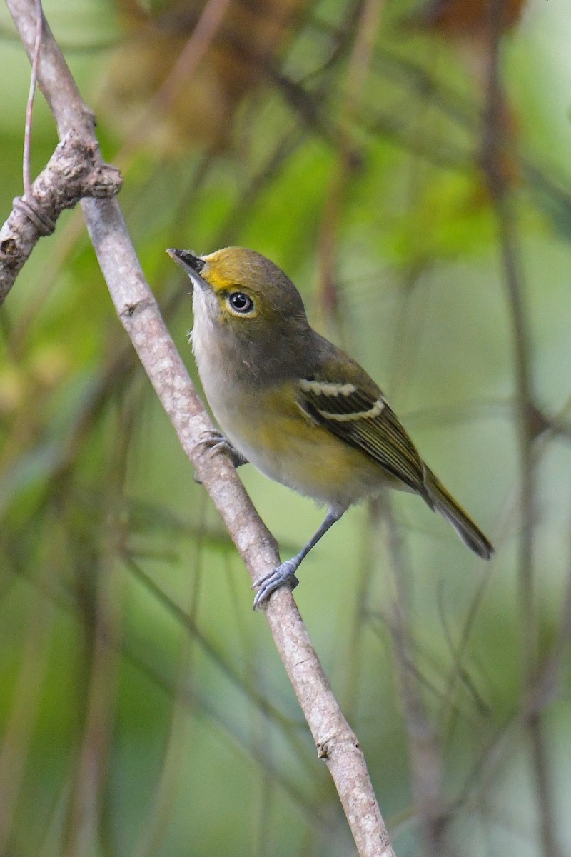 Vireo Ojiblanco - ML615161801