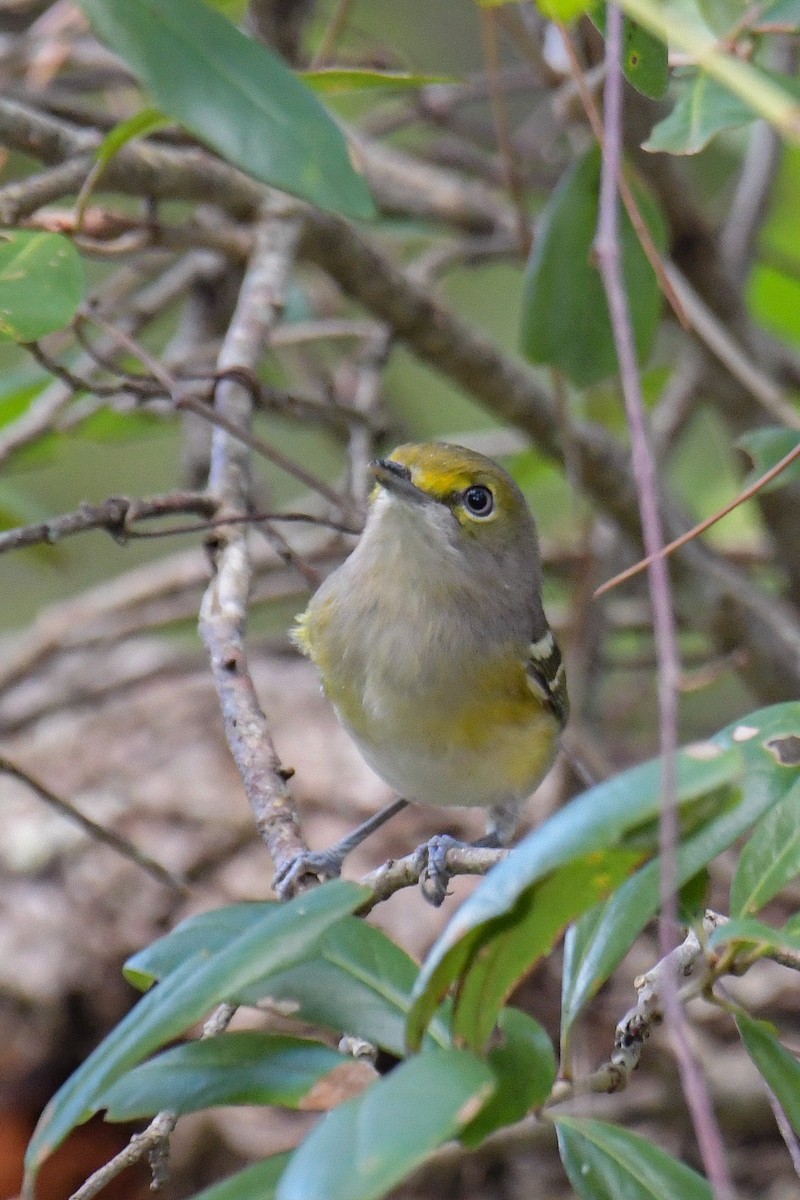 Vireo Ojiblanco - ML615161802