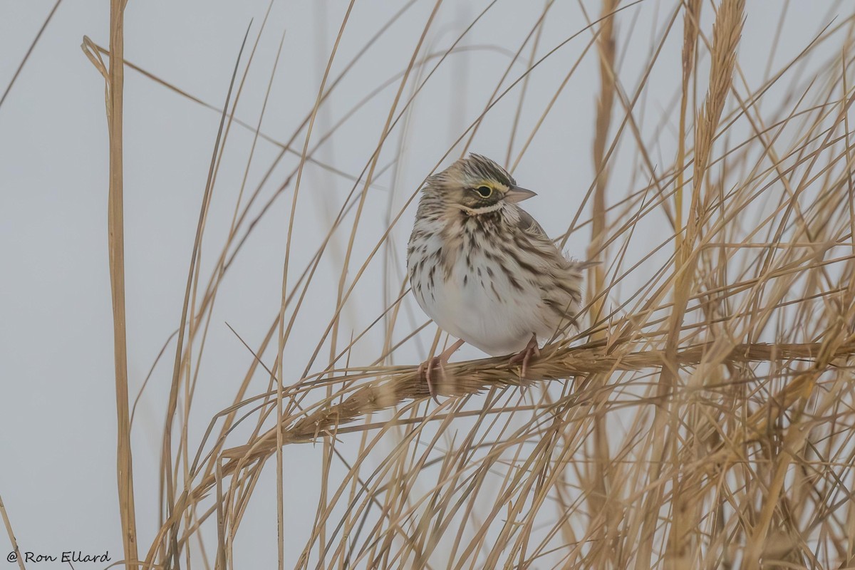 Savannah Sparrow - ML615161806