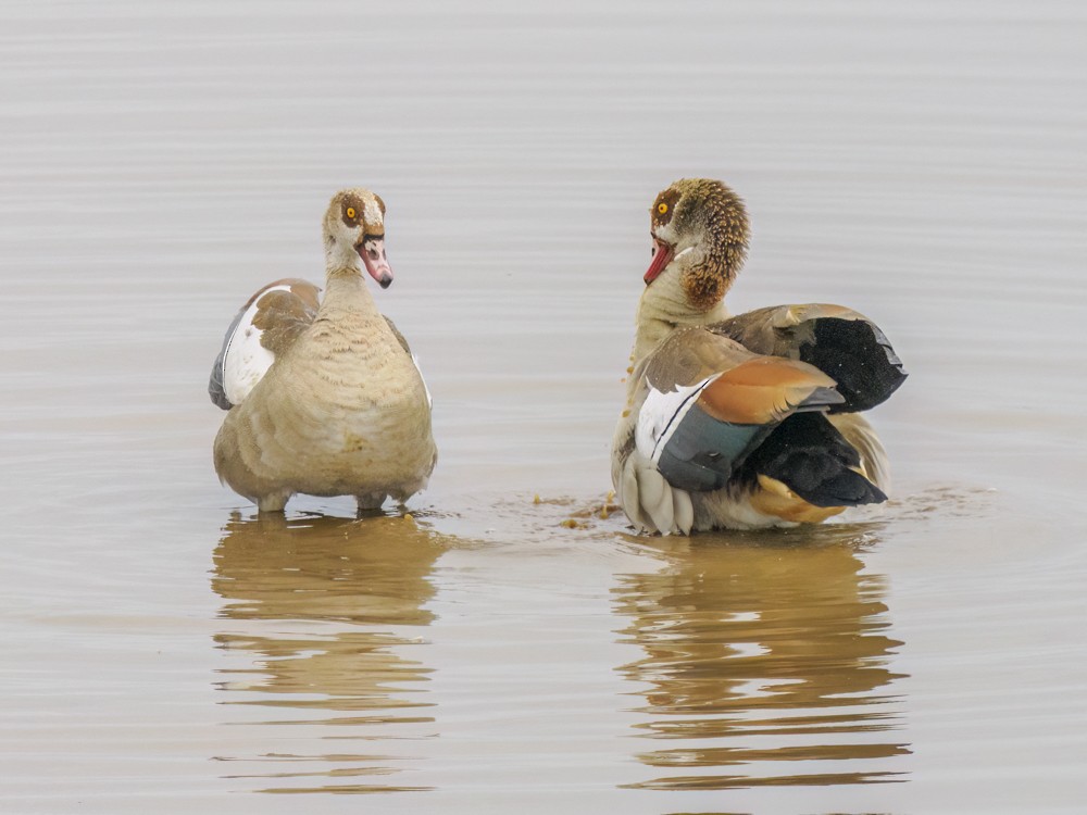 Egyptian Goose - ML615161878