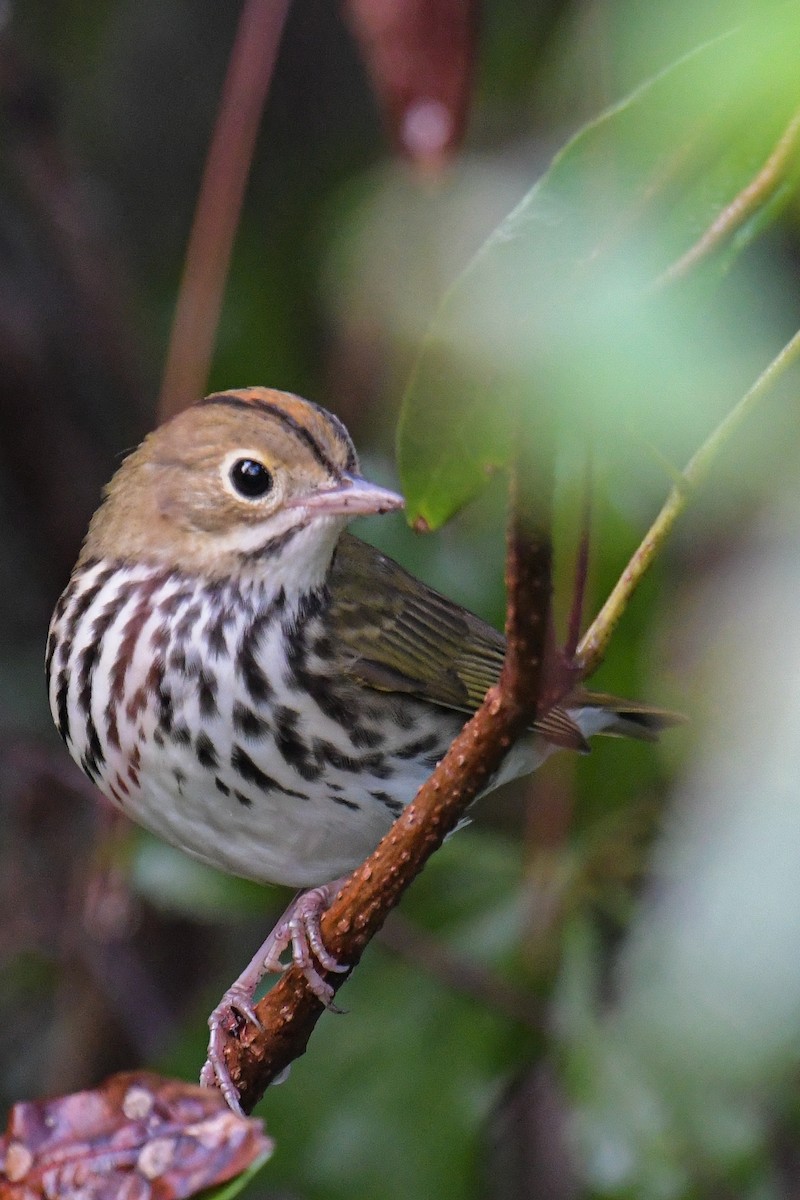 Ovenbird - ML615161885