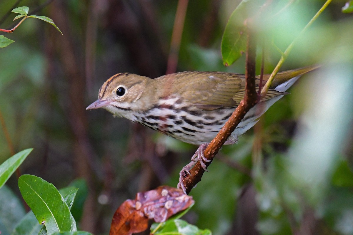 Ovenbird - ML615161886