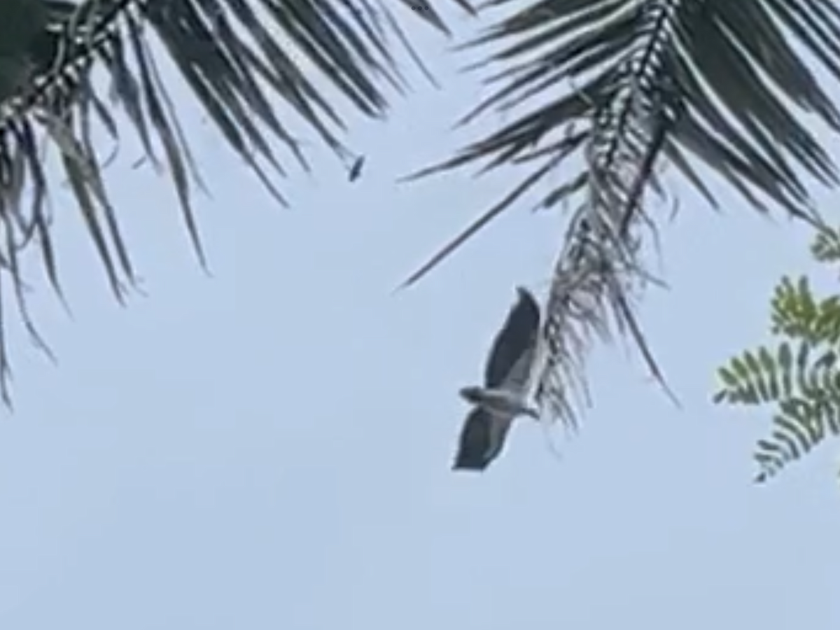 White-bellied Sea-Eagle - ML615161925