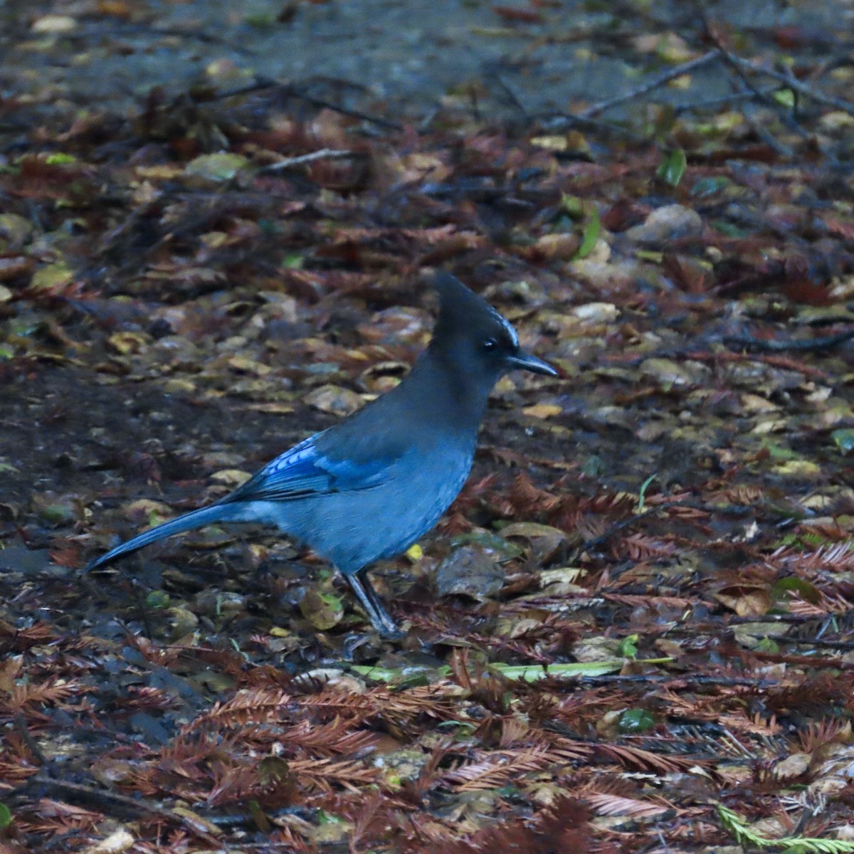 Steller's Jay - ML615161935