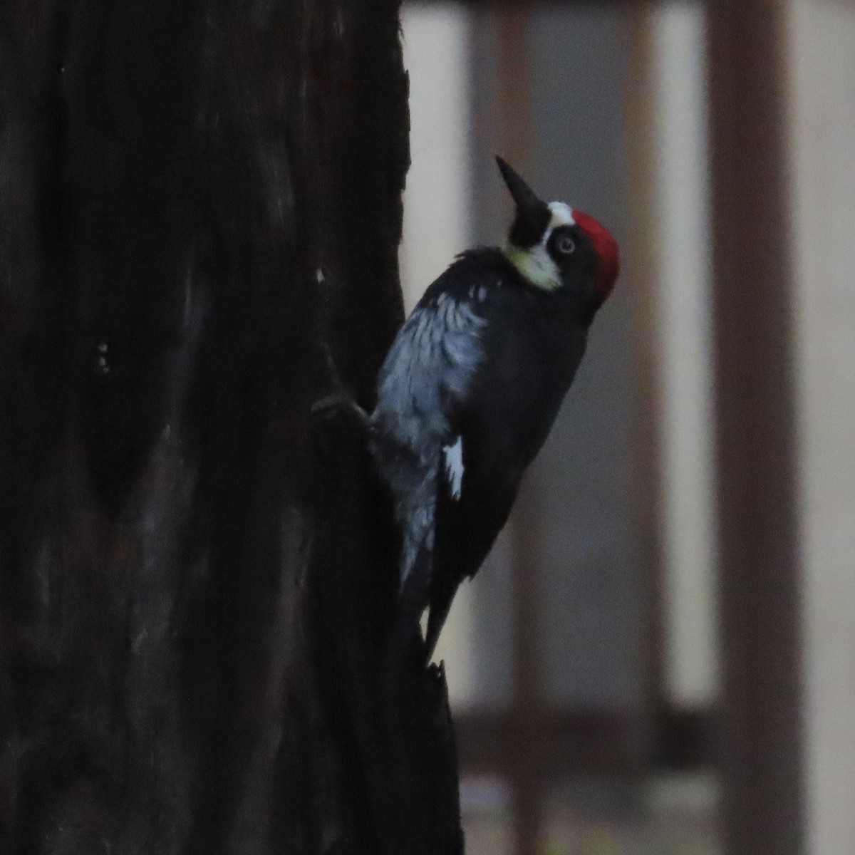 Acorn Woodpecker - Richard Fleming