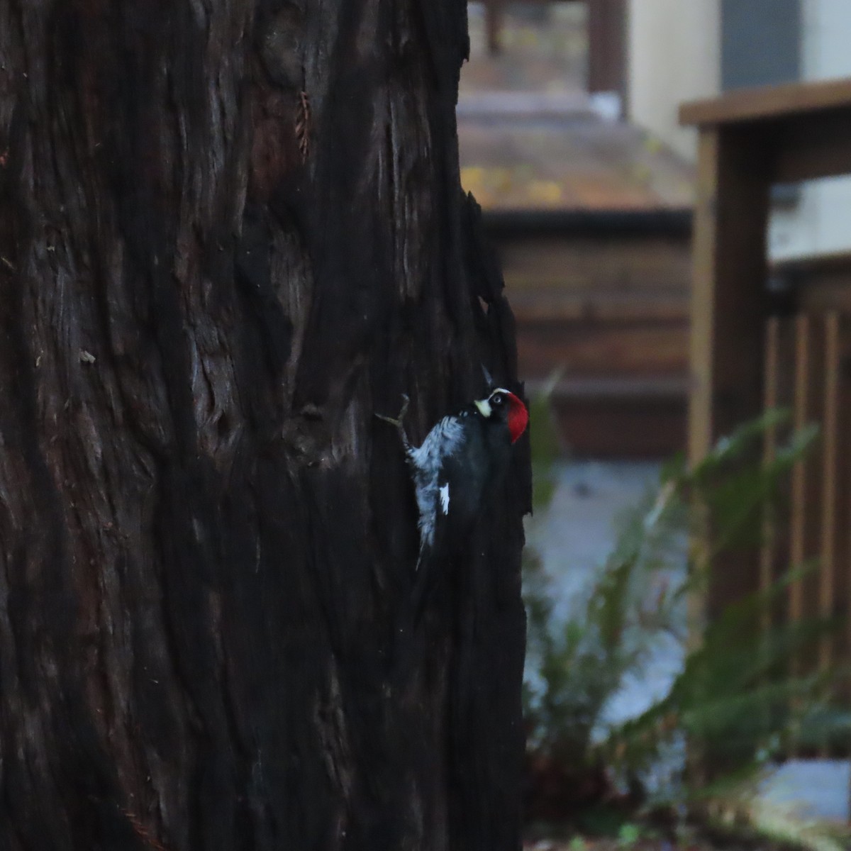 Acorn Woodpecker - Richard Fleming