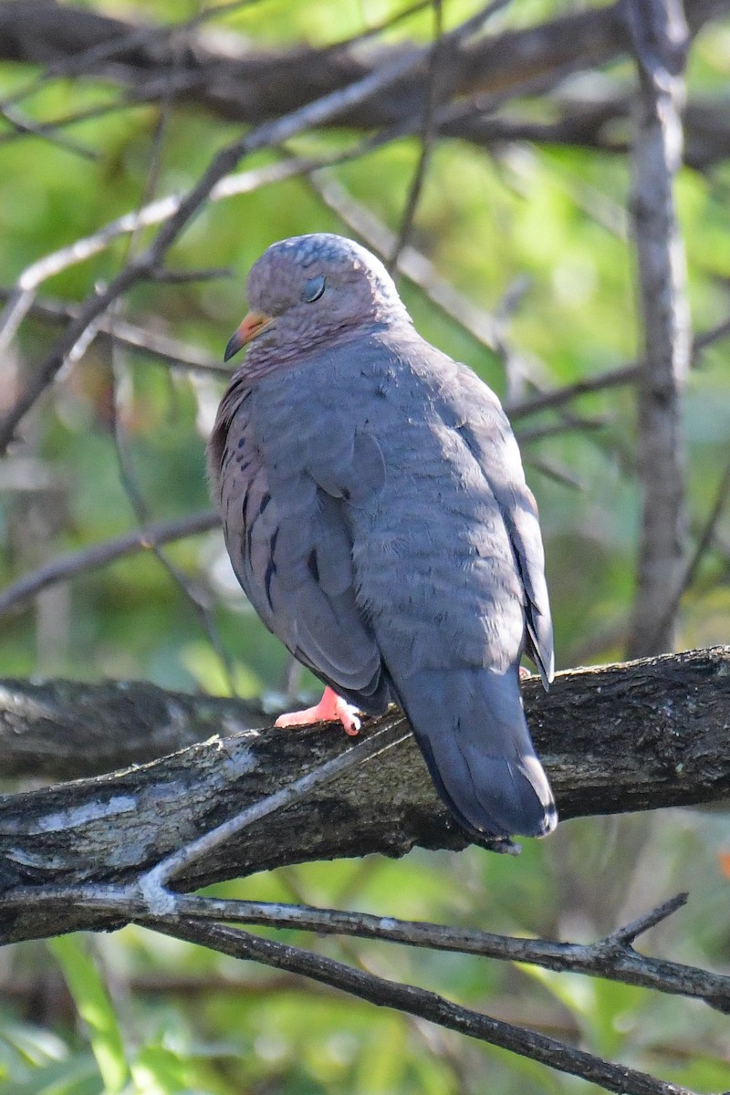 Common Ground Dove - ML615161980