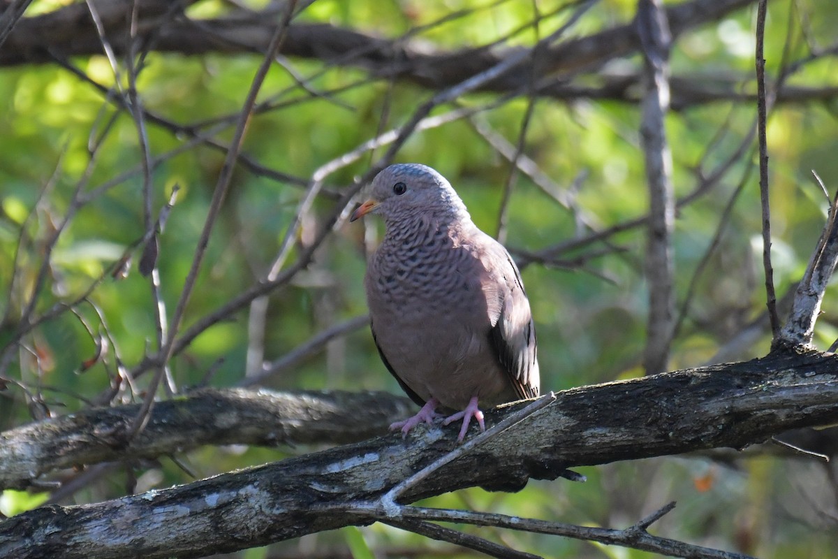 Common Ground Dove - ML615161981