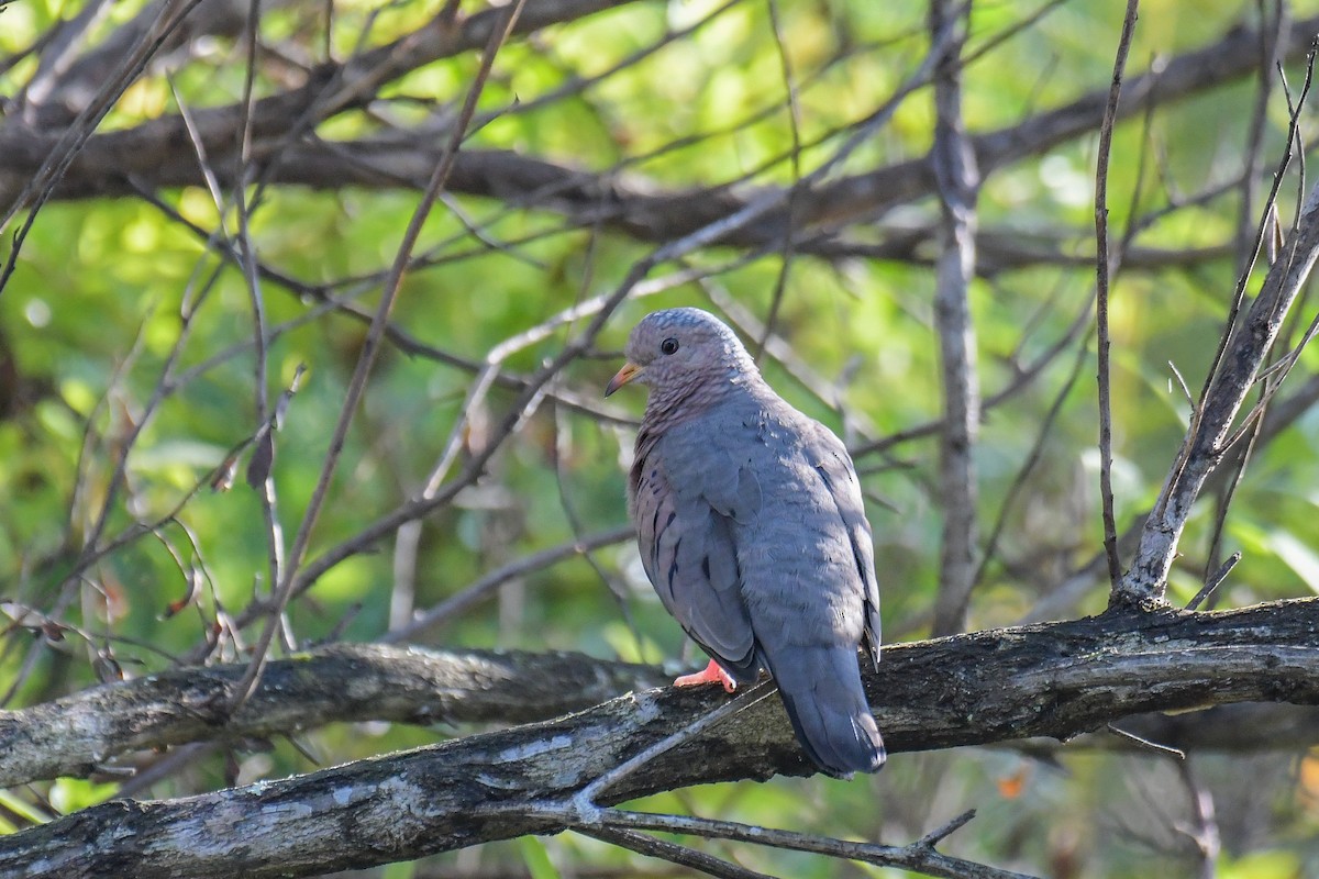 Common Ground Dove - ML615161982