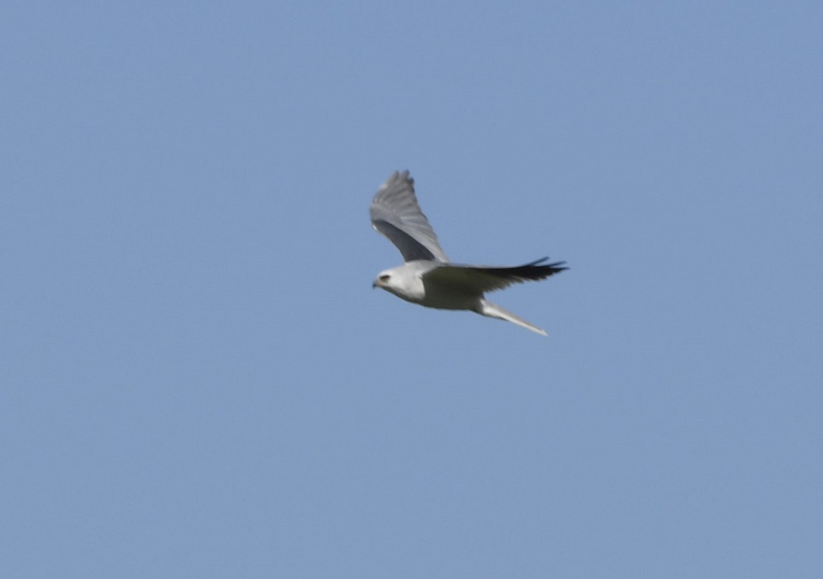 White-tailed Kite - ML615162013