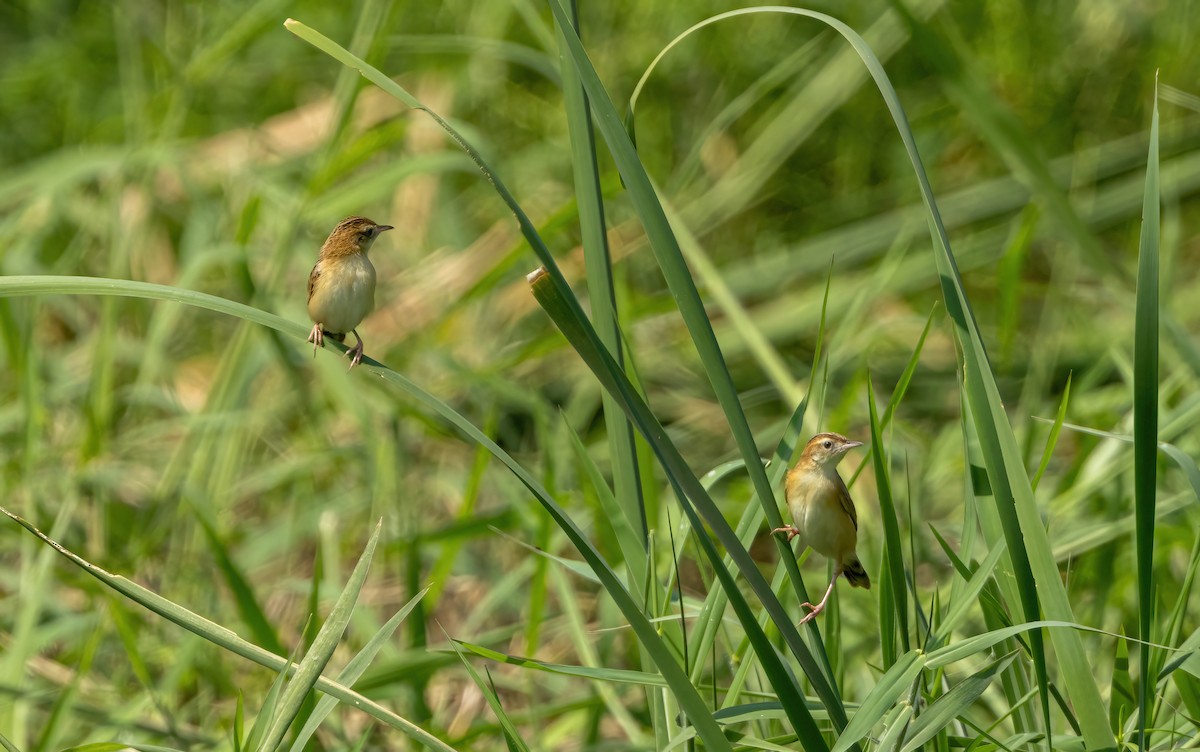 Zitting Cisticola - ML615162026