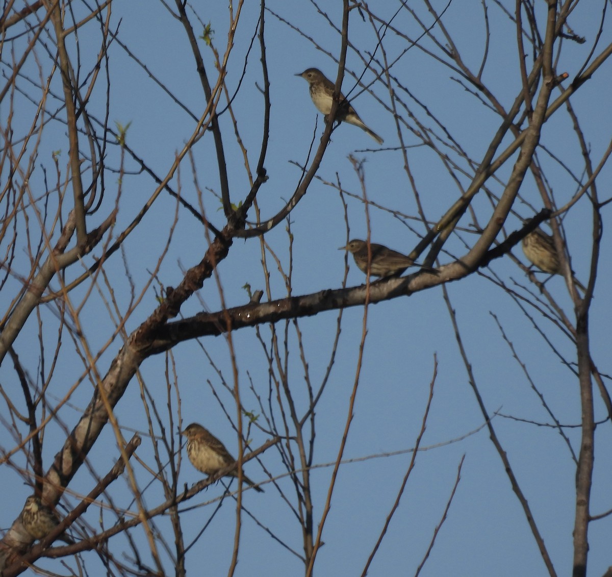 American Pipit - ML615162055