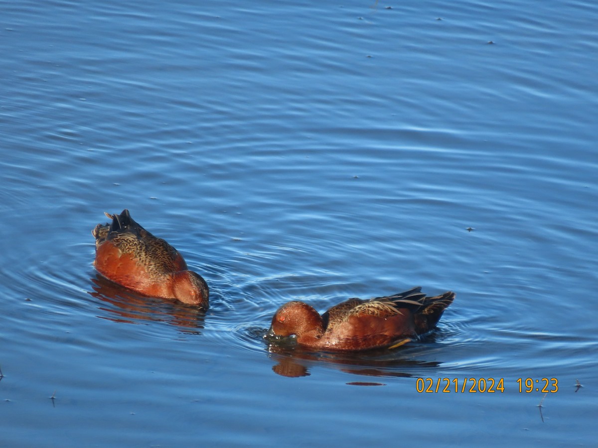 Cinnamon Teal - Pamela Ford