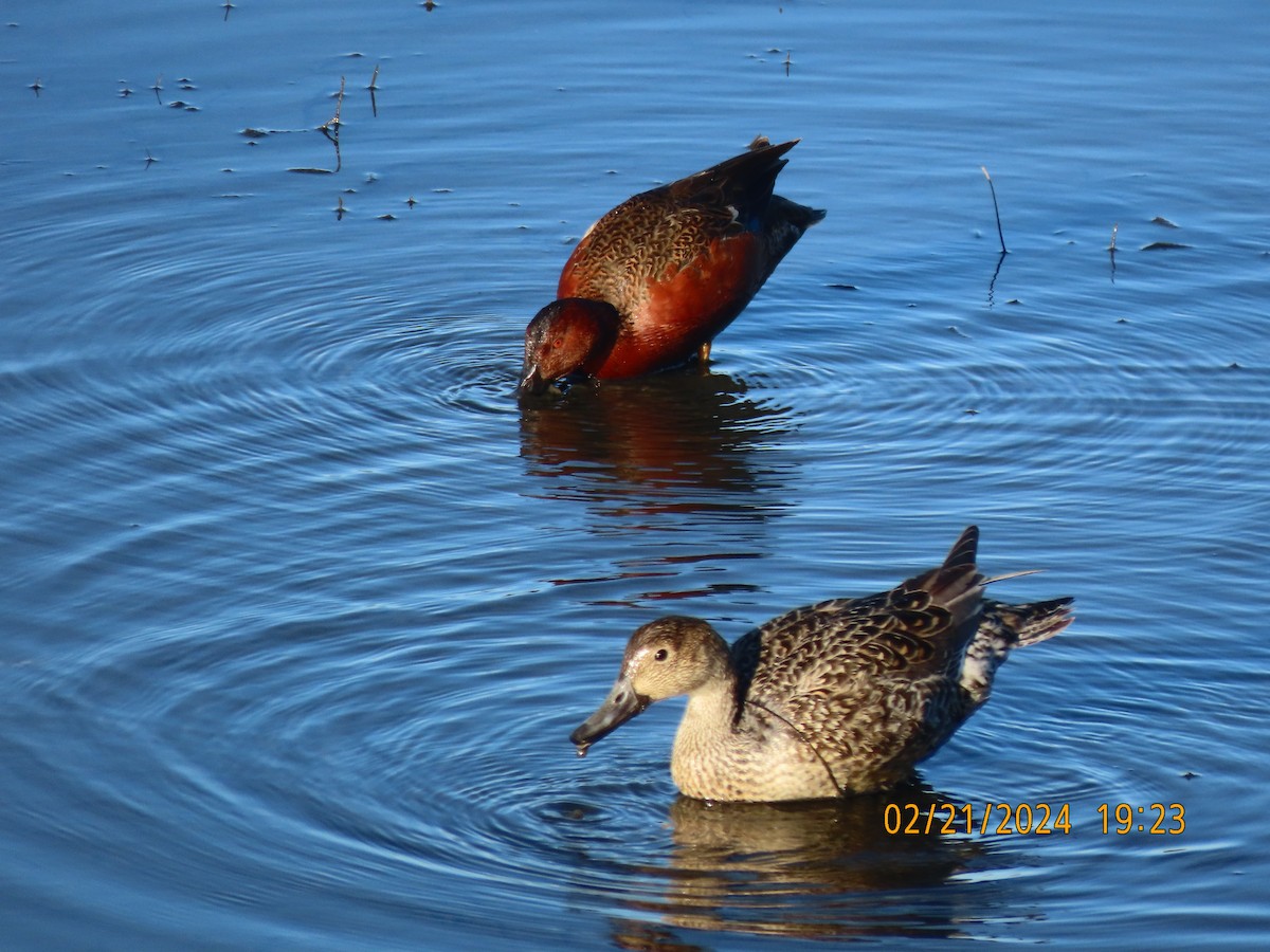 Cinnamon Teal - Pamela Ford