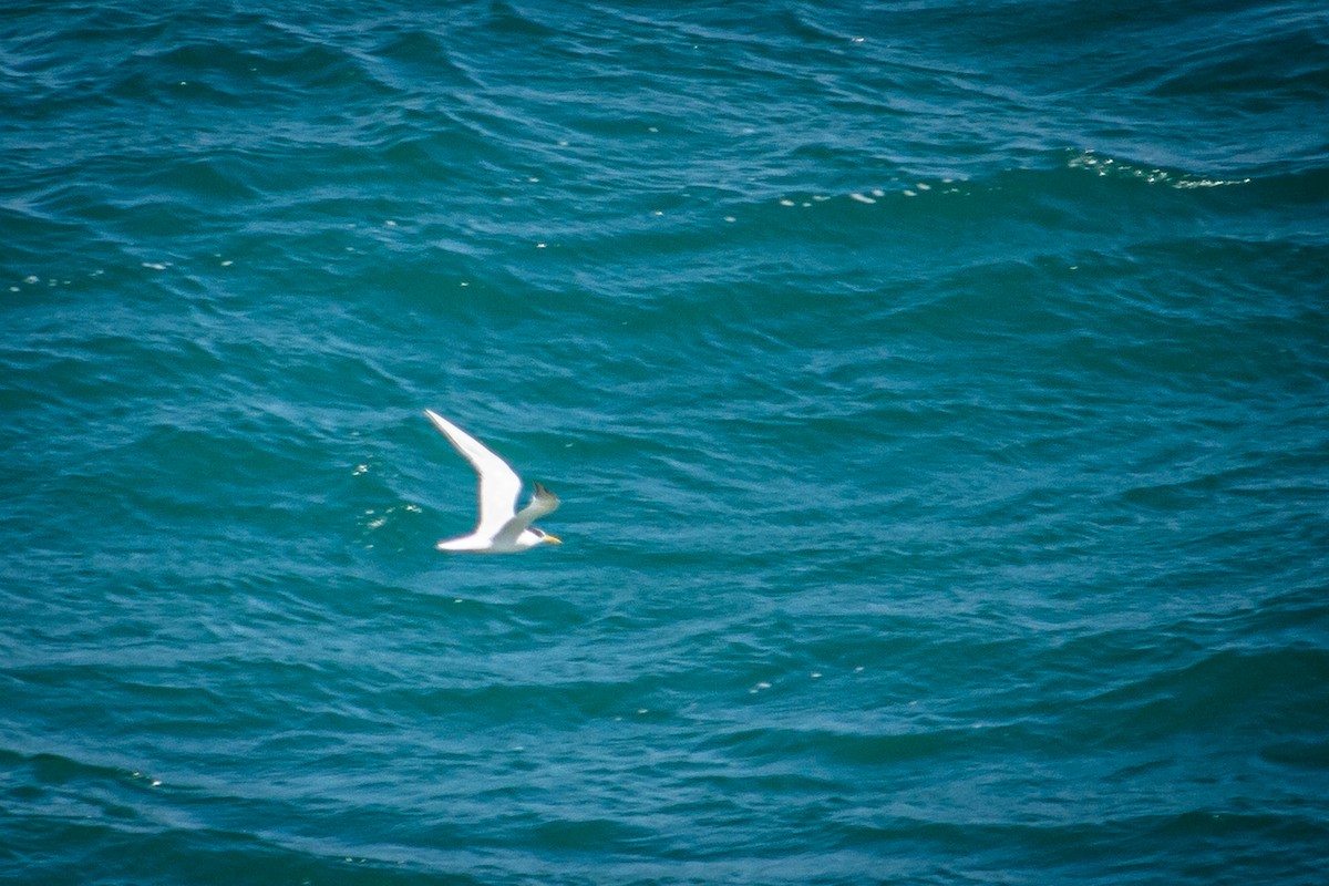 白嘴端燕鷗 - ML615162159