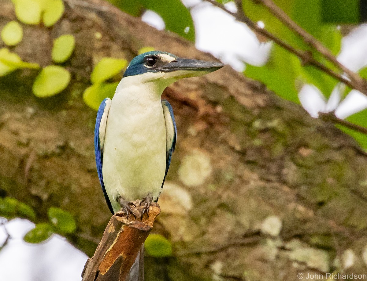 Collared Kingfisher - John Richardson