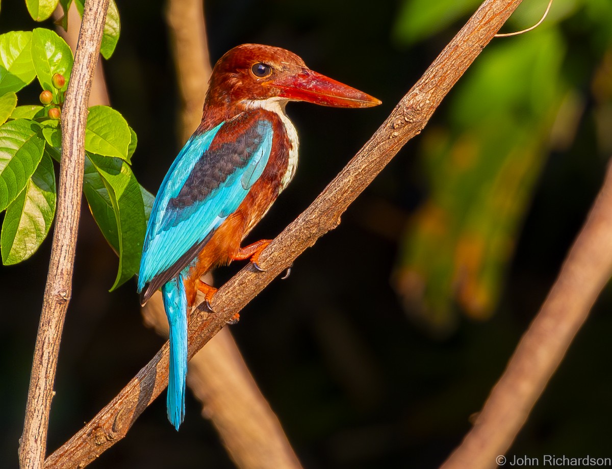 White-throated Kingfisher - John Richardson