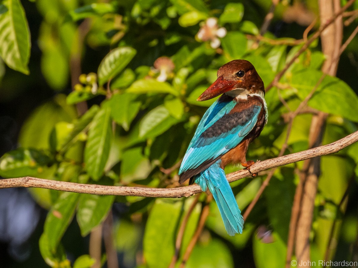 White-throated Kingfisher - John Richardson