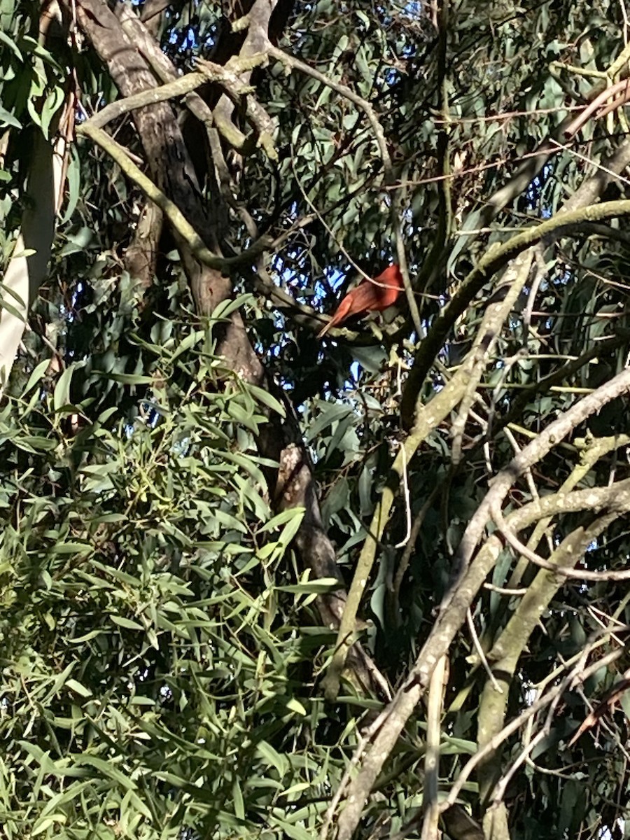 Summer Tanager - ML615162223