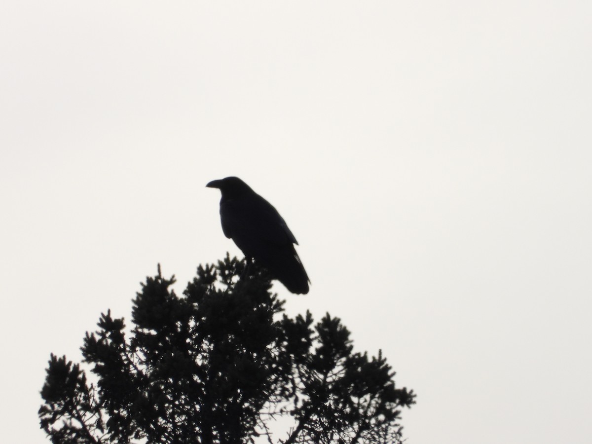Common Raven - ML615162271