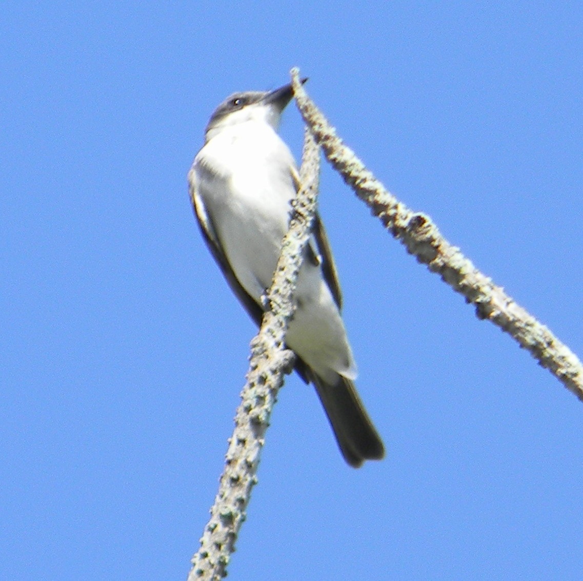 Gray Kingbird - ML615162297