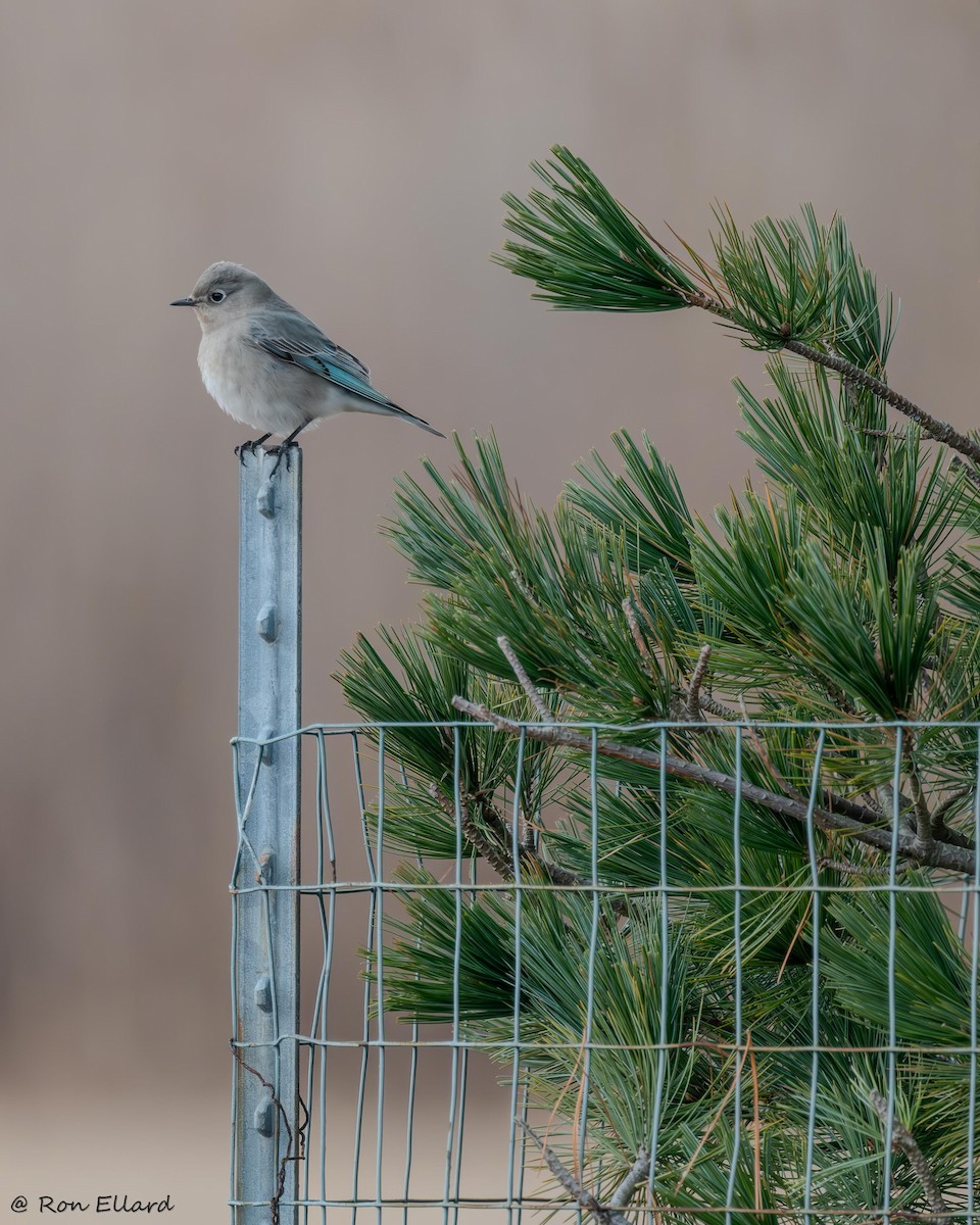 Mountain Bluebird - ML615162316