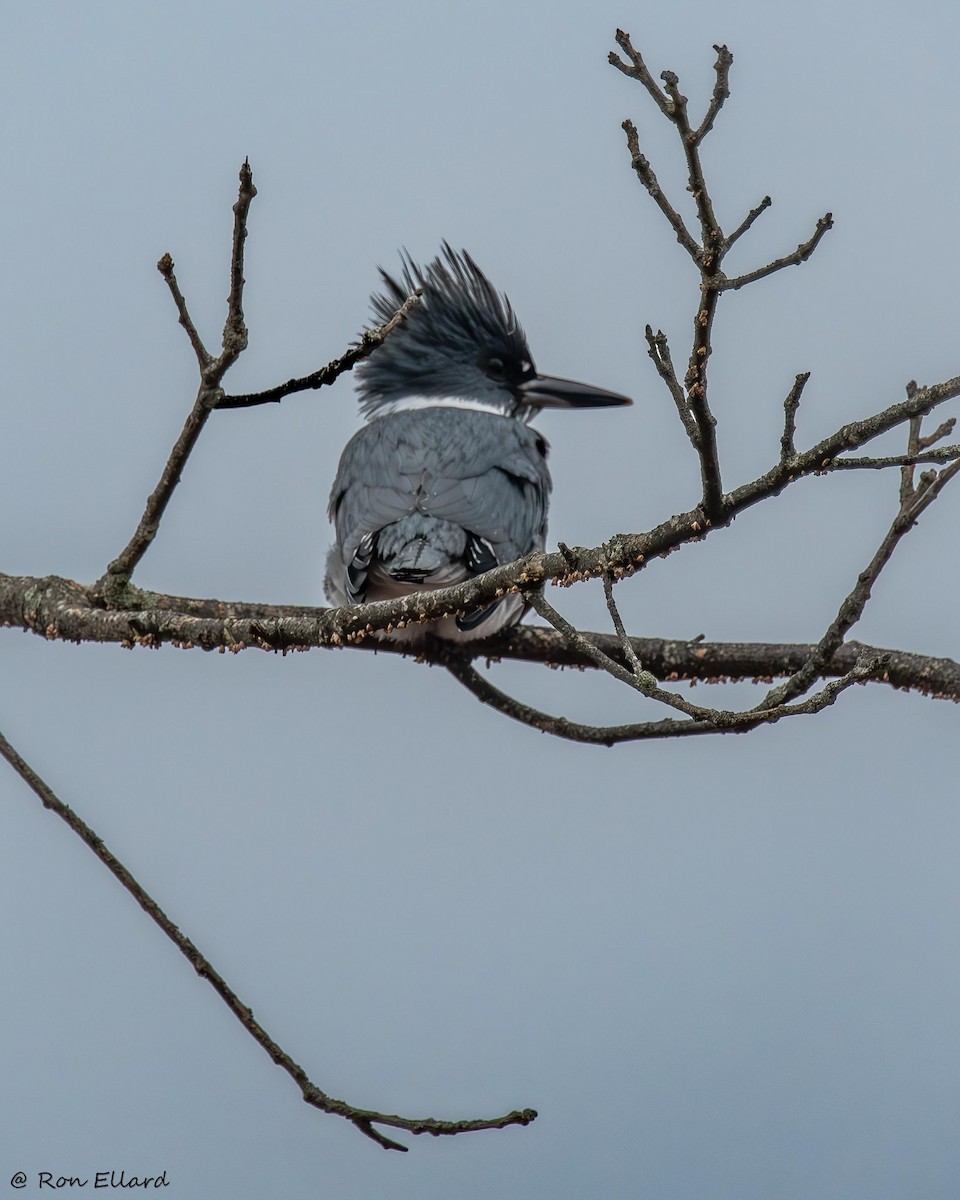 Belted Kingfisher - ML615162329