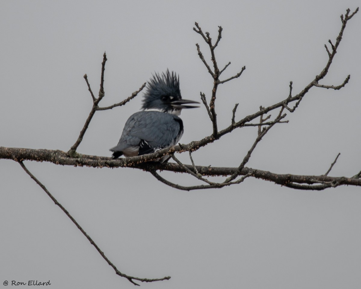Belted Kingfisher - ML615162332